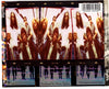Buzz by Guardian (3) (CD)